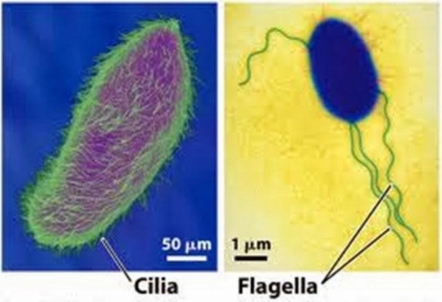 15 Functions of Cilia and Flagella