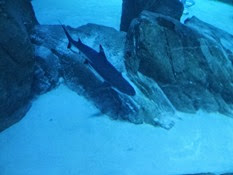 2015.01.25-068 requin