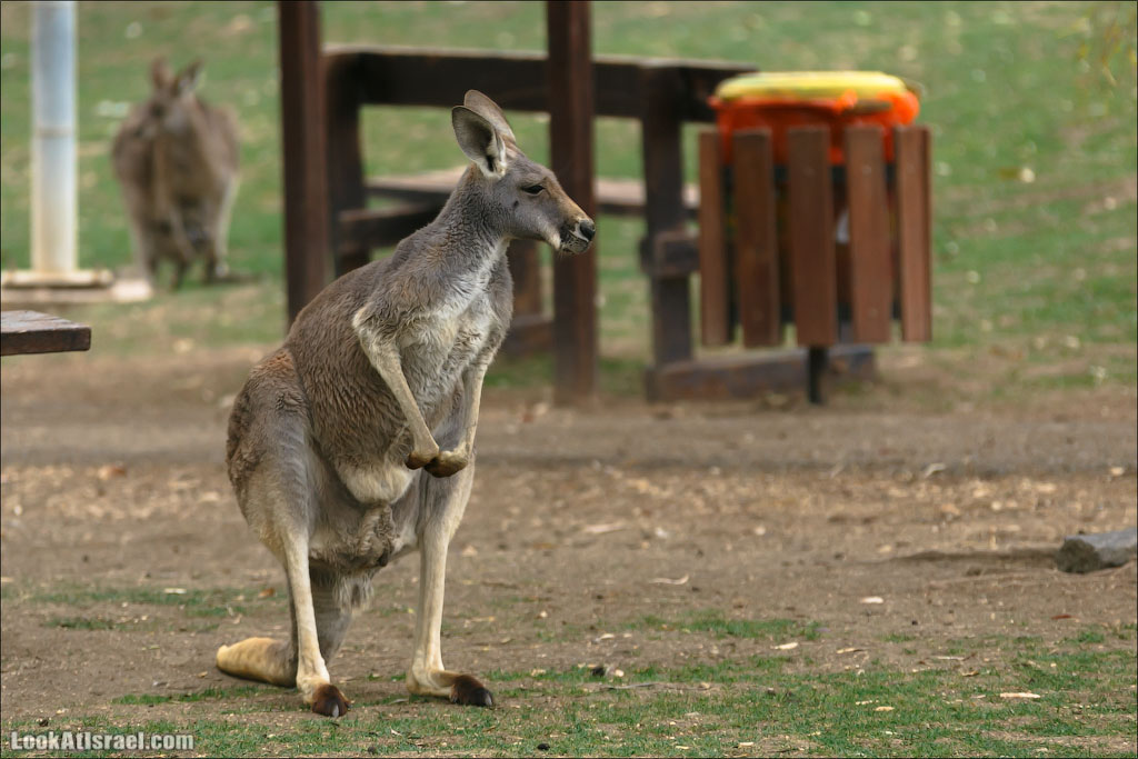 Ган Гуру - парк с кенгуру и другими австралийскими животными | Gan Guru | גן גורו | LookAtIsrael.com - Фото путешествия по Израилю