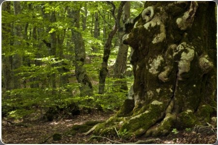 Riserva naturale Bosco Sant'Antonio