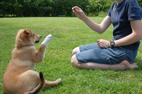Adestramento para cães com biscoitos canino‏