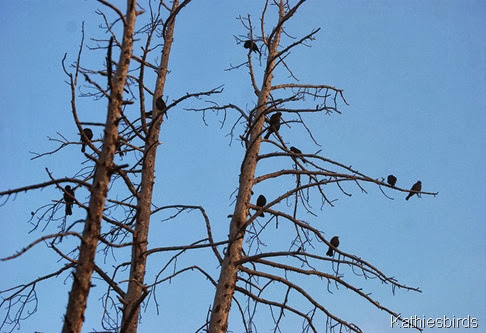 3. blackbirds in trees-kab