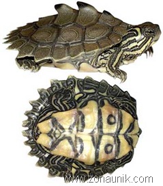 Black-knobbed-Map-Turtle Black-knobbed-Map-Turtle
