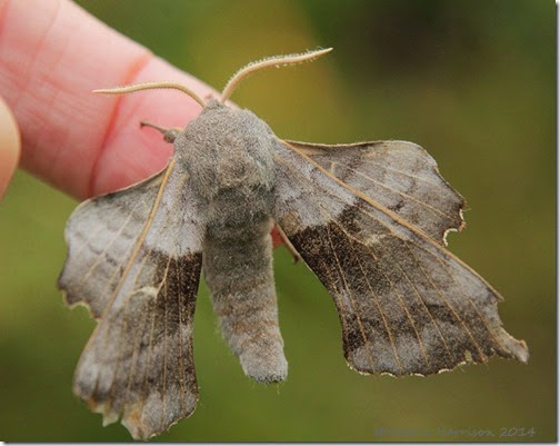 poplar-hawk-moth