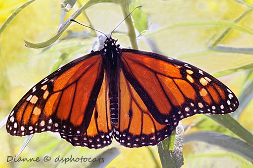 IMG_6954 Monarch Butterfly 1