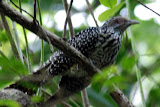 Uncertain. A cuckoo of some sort, perhaps. Plaintive Cuckoo maybe? Mangrove swamp at Pasir Ris.
