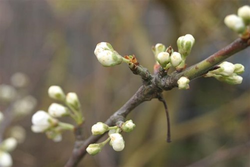20080327pruimbloesem (Small)