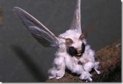 venezuelan-poodle-moth