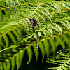 Darner Dragonfly- female