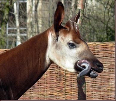 Amazing Animal Pictures Okapi (5)