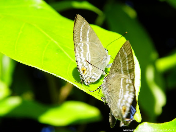 Lépidoptères de Pitangui au Minas Gerais - Lycaenidae : Theclinae : Cupathecla cupentus (STOLL, 1781). Pitangui (MG, Brésil), 4 mai 2011. Photo : Nicodemos Rosa