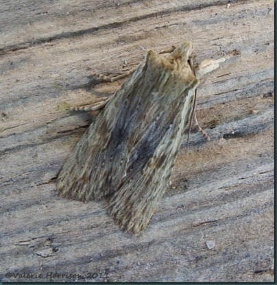 pale-pinion