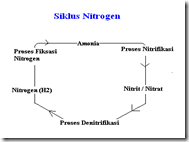 siklus Nitrogen siklus Nitrogen