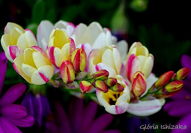 Glória Ishizaka - flor 7