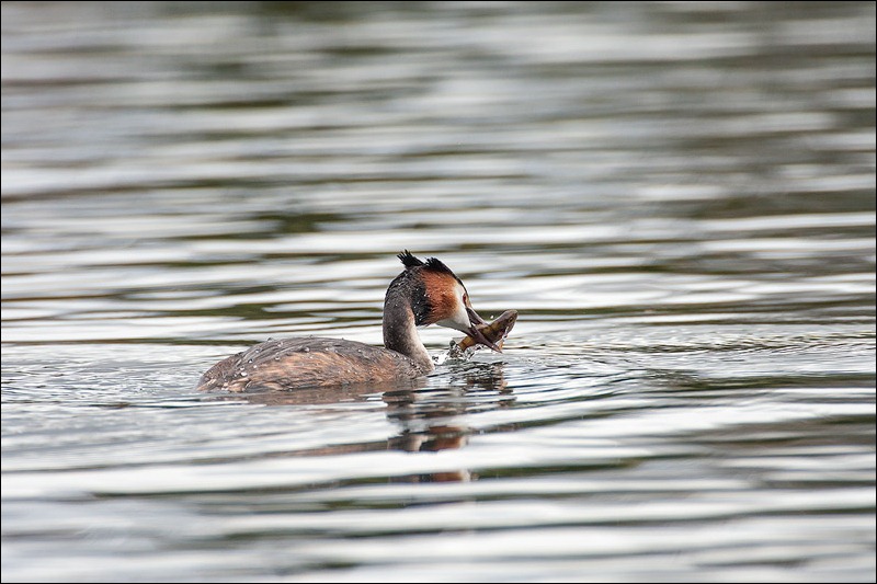 Great Crested Grebe catching fish