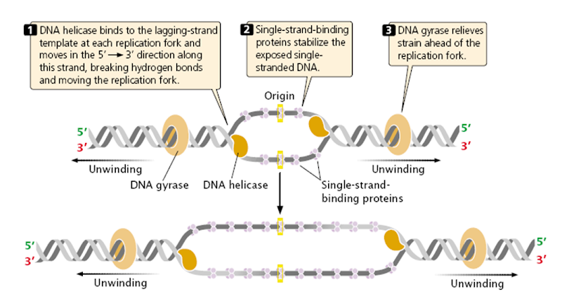 Initiation in DNA replication