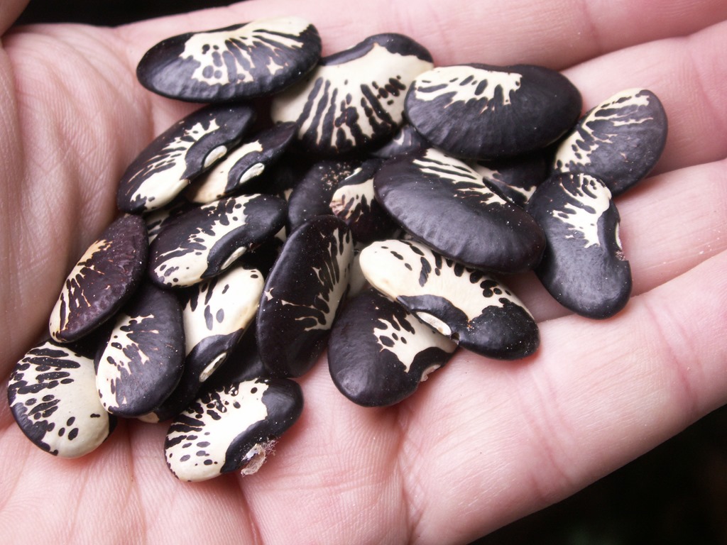 [Gramado%2520Beans%2520%25282%2529.jpg]