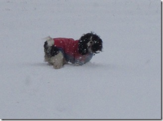 Maisie having fun in the snow 004 (1024x756)