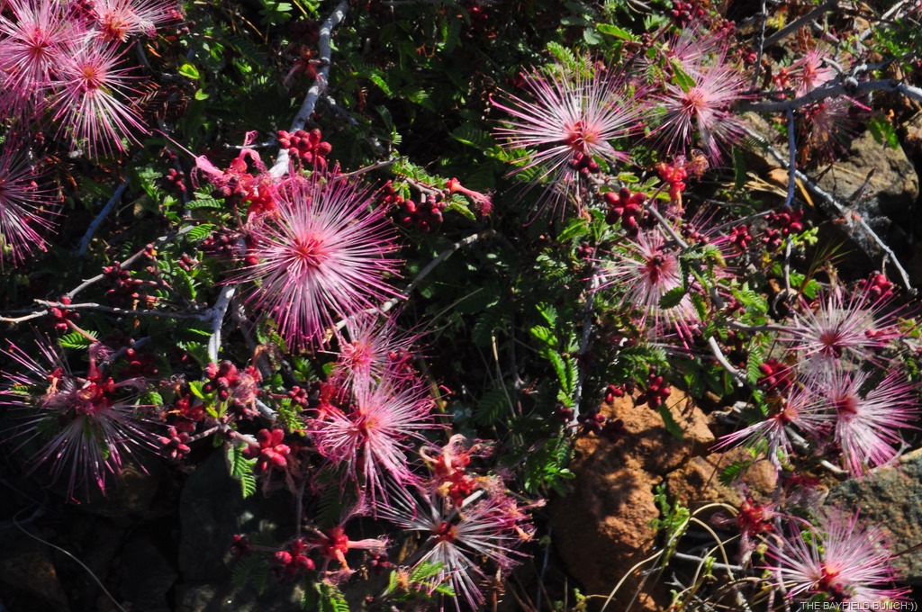 [DSC_0015%255B3%255D.jpg]