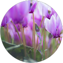 Dorothea Mummert profile picture