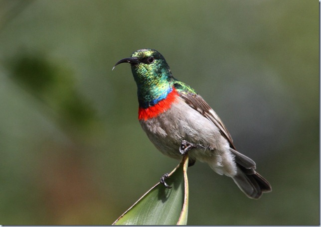 southern_double-collared_sunbird2