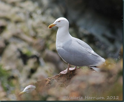 84-Herring-Gull