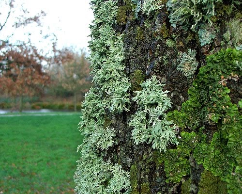 [lichenes-algae-fungi%25202%255B2%255D.jpg]