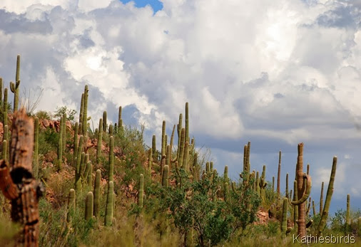 6. cactus clouds-kab