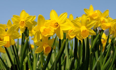 [St-Davids-Day-daffodils-007%255B2%255D.jpg]