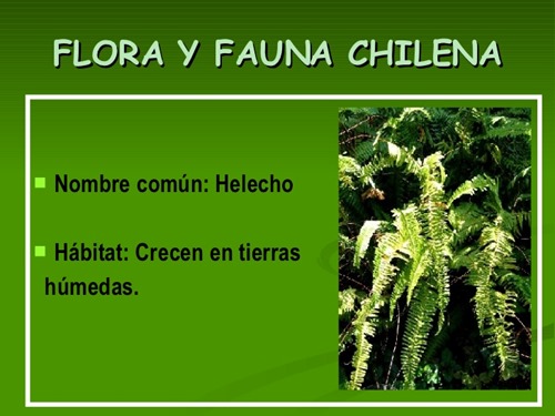 flora y fauna chilena (18)