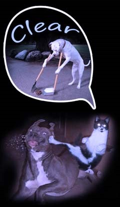 Funny dog and cat