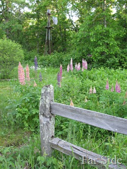 Lupines in June