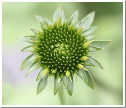 110621_echinacea