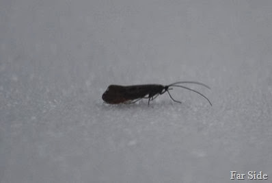Snow Bug