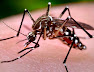 Cara Mengenali & Mencegah Aedes Dan Denggi