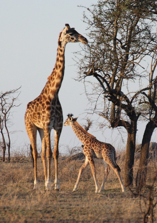 [October-20-2012-giraffe-mom-and-baby%255B2%255D.jpg]