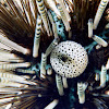 Banded Sea Urchin