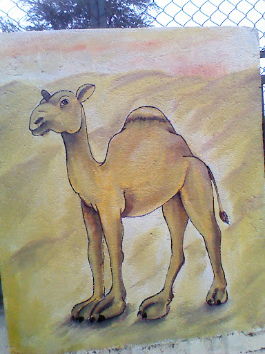 Camel Wall Art
