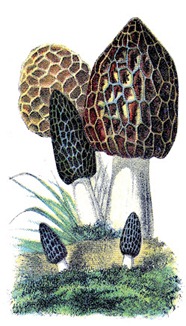 Mushrooms-Vintage-GraphicsFairy2