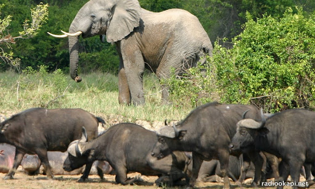 Buffles et éléphant dans le parc des Virunga, Nord-Kivu, 2004.