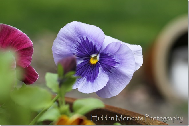 It wouldn't be Spring without pansies