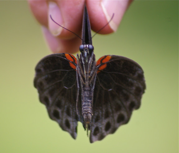 Papilio memnon memnon LINNAEUS, 1758, mâle. Sukau, 13 août 2011