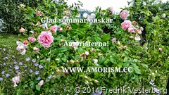 bm-image-765694 sommarbild med rosa rosor blå blommor med amorism