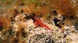 Méditerranée fonds sableux tryptérygion rouge