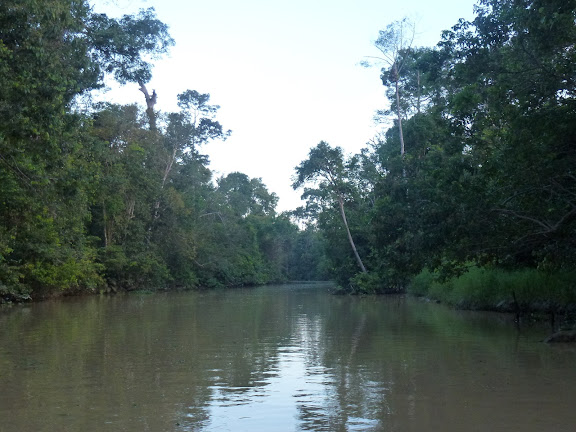 Affluent de la Kinabatangan. Sukau, 14 août 2011. Photo : J.-M. Gayman
