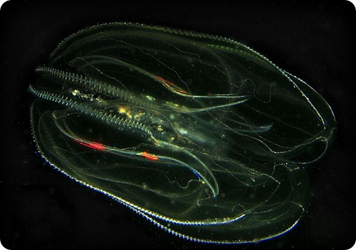 Mnemiopsis_leidyi_-_Oslofjord,_Norway Mnemiopsis_leidyi_-_Oslofjord,_Norway