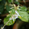 Thin white flower