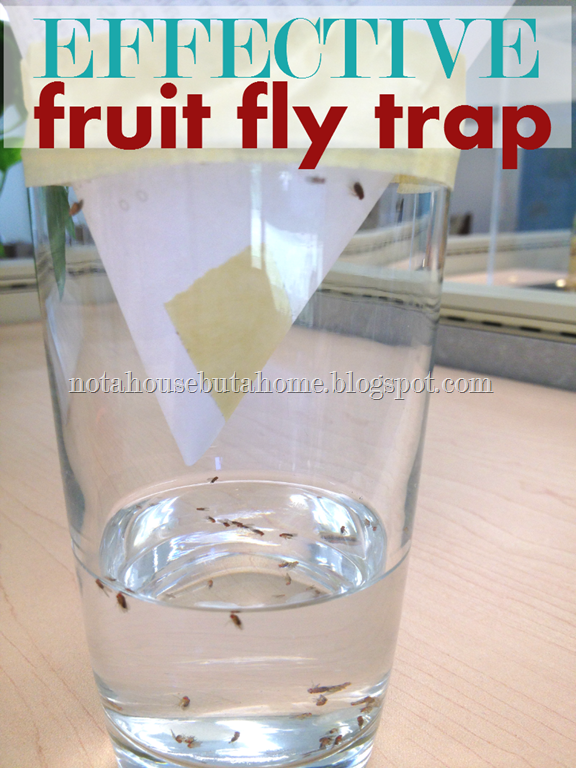 [Effective%2520Fruit%2520Fly%2520Trap%255B42%255D.png]
