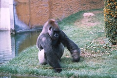 2003.08.26-163-07 gorille