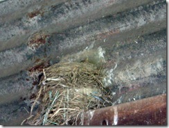 Mrs. Robin #1's nest